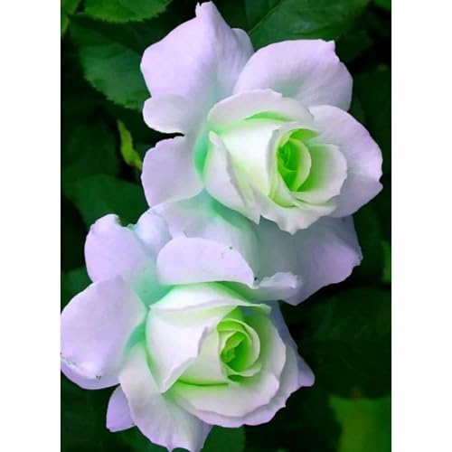（Luxusrose） Black Magic: Eine Teehybride mit intensivem Duft! Winterharte Herrlich duftende-langblühende -1 Rosen-Rhizom-F von GKUHGCA