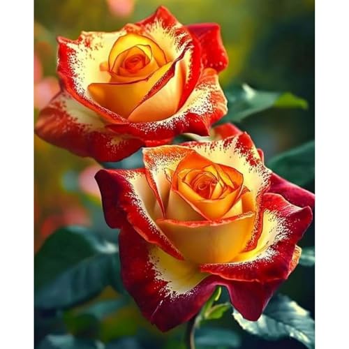（Luxusrose） Black Magic: Eine Teehybride mit intensivem Duft! Winterharte Herrlich duftende-langblühende -1 Rosen-Rhizom-J von GKUHGCA