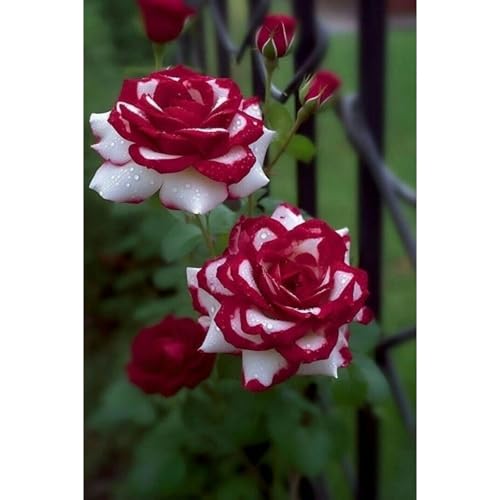 （Luxusrose） Black Magic: Eine Teehybride mit intensivem Duft! Winterharte Herrlich duftende-langblühende -2 Rosen-Rhizom-D von GKUHGCA