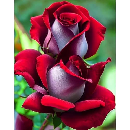 （Luxusrose） Black Magic: Eine Teehybride mit intensivem Duft! Winterharte Herrlich duftende-langblühende -2 Rosen-Rhizom-I von GKUHGCA