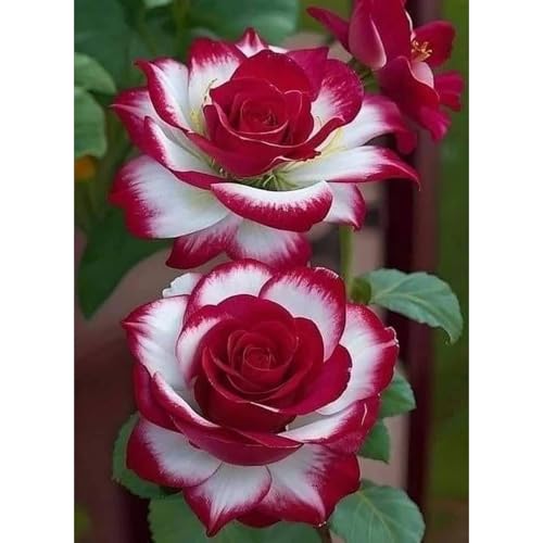 （Luxusrose） Black Magic: Eine Teehybride mit intensivem Duft! Winterharte Herrlich duftende-langblühende -3 Rosen-Rhizom-A von GKUHGCA