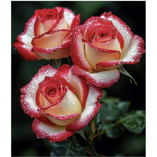 （Luxusrose） Black Magic: Eine Teehybride mit intensivem Duft! Winterharte Herrlich duftende-langblühende -4 Rosen-Rhizom-G von GKUHGCA