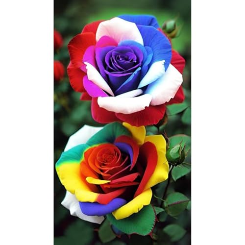 （Luxusrose） Black Magic: Eine Teehybride mit intensivem Duft! Winterharte Herrlich duftende-langblühende -5 Rosen-Rhizom-E von GKUHGCA