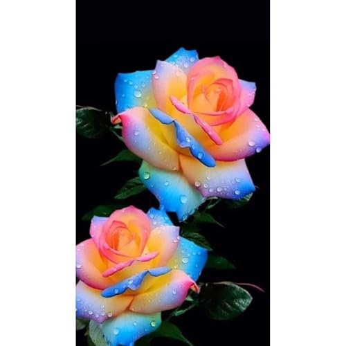 （Luxusrose） Black Magic: Eine Teehybride mit intensivem Duft! Winterharte Herrlich duftende-langblühende -5 Rosen-Rhizom-H von GKUHGCA