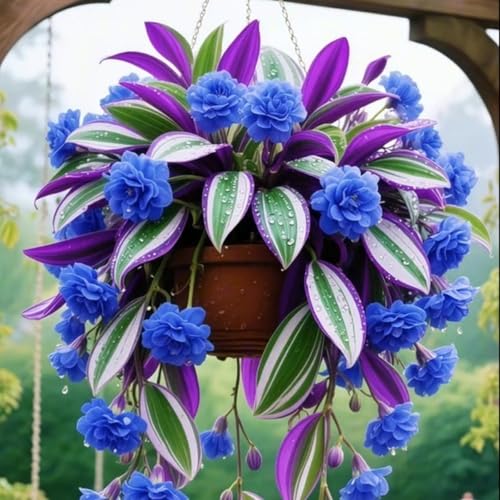 （Luxusrose） Winterhart-Eine tolle Sorte für Gartenliebhaber Black Magic: Eine Teehybride mit intensivem Duft-2 Rosenrebe-D von GKUHGCA