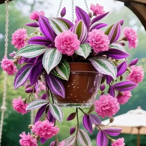 （Luxusrose） Winterhart-Eine tolle Sorte für Gartenliebhaber Black Magic: Eine Teehybride mit intensivem Duft-2 Rosenrebe-F von GKUHGCA
