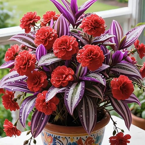 （Luxusrose） Winterhart-Eine tolle Sorte für Gartenliebhaber Black Magic: Eine Teehybride mit intensivem Duft-3 Rosenrebe-J von GKUHGCA