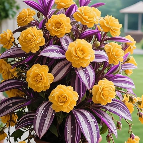 （Luxusrose） Winterhart-Eine tolle Sorte für Gartenliebhaber Black Magic: Eine Teehybride mit intensivem Duft-4 Rosenrebe-H von GKUHGCA