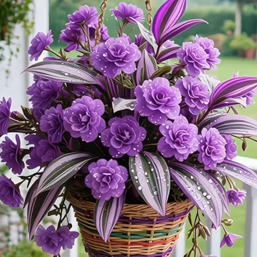 （Luxusrose） Winterhart-Eine tolle Sorte für Gartenliebhaber Black Magic: Eine Teehybride mit intensivem Duft-5Rosenrebe-C von GKUHGCA