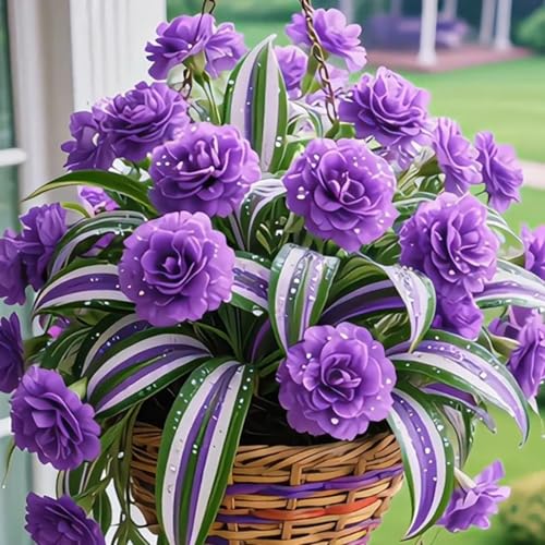 （Luxusrose） Winterhart-Eine tolle Sorte für Gartenliebhaber Black Magic: Eine Teehybride mit intensivem Duft-5Rosenrebe-G von GKUHGCA