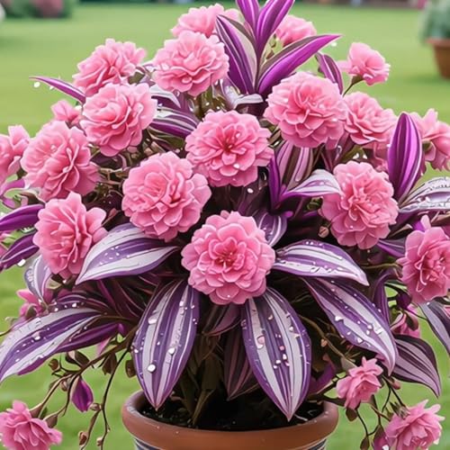 （Luxusrose） Winterhart-Eine tolle Sorte für Gartenliebhaber Black Magic: Eine Teehybride mit intensivem Duft-5Rosenrebe-I von GKUHGCA