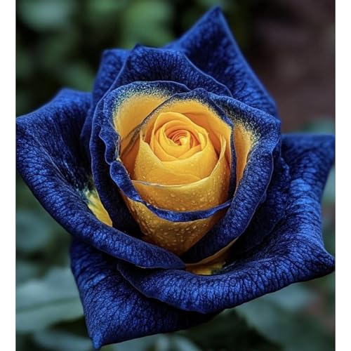 (RosenStängel)/Winterharte Gartenpflanzen Perfekt für SchnittblumenEinfach zu kultivierenStark duftendlanglebige Blüten-1 Rosenrebe-C von GKUHGCA