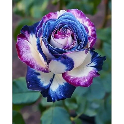 (RosenStängel)/Winterharte Gartenpflanzen Perfekt für SchnittblumenEinfach zu kultivierenStark duftendlanglebige Blüten-1 Rosenrebe-F von GKUHGCA