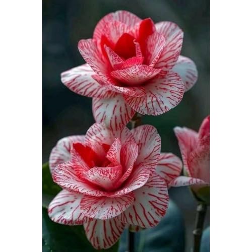 (RosenStängel)/Winterharte Gartenpflanzen Perfekt für SchnittblumenEinfach zu kultivierenStark duftendlanglebige Blüten-1 Rosenrebe-H von GKUHGCA