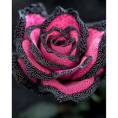 (RosenStängel)/Winterharte Gartenpflanzen Perfekt für SchnittblumenEinfach zu kultivierenStark duftendlanglebige Blüten-2 Rosenrebe-D von GKUHGCA