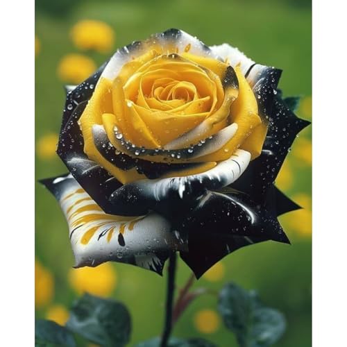 (RosenStängel)/Winterharte Gartenpflanzen Perfekt für SchnittblumenEinfach zu kultivierenStark duftendlanglebige Blüten-2 Rosenrebe-I von GKUHGCA
