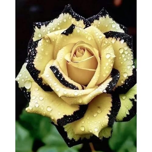 (RosenStängel)/Winterharte Gartenpflanzen Perfekt für SchnittblumenEinfach zu kultivierenStark duftendlanglebige Blüten-3 Rosenrebe-A von GKUHGCA