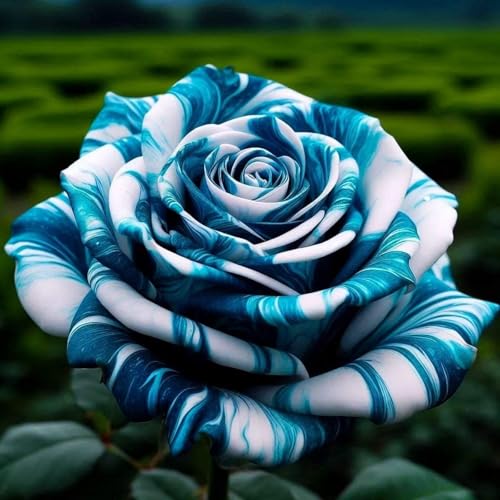 (RosenStängel)/Winterharte Gartenpflanzen Perfekt für SchnittblumenEinfach zu kultivierenStark duftendlanglebige Blüten-3 Rosenrebe-G von GKUHGCA