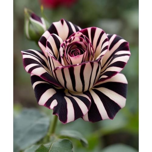 (RosenStängel)/Winterharte Gartenpflanzen Perfekt für SchnittblumenEinfach zu kultivierenStark duftendlanglebige Blüten-5 Rosenrebe-B von GKUHGCA