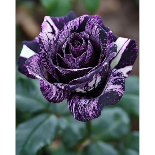 (RosenStängel)/Winterharte Gartenpflanzen Perfekt für SchnittblumenEinfach zu kultivierenStark duftendlanglebige Blüten-5 Rosenrebe-E von GKUHGCA