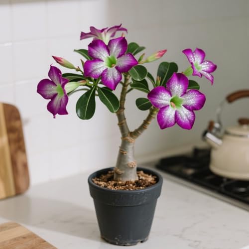 Adenium Obesum, Winterhart Wüstenrosen, PflanztöPfe Zum ZüChten Von Topfpflanzen für drinnen und draußen,Gartenpflanzen Winterhart MehrjäHrig-2 Stängel-B Adenium Obesum, Winterhart Wüstenrosen, PflanztöPfe Zum ZüChten Von Topfpflanzen für drinnen und draußen,Gartenpflanzen Winterhart MehrjäHrig-2 Stängel-B von GKUHGCA
