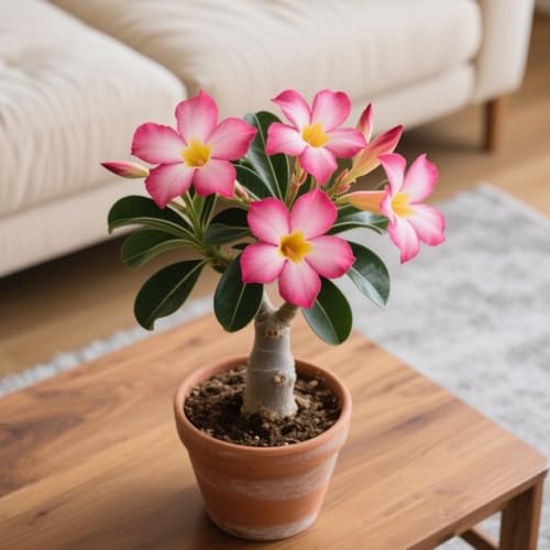Adenium Obesum, Winterhart Wüstenrosen, PflanztöPfe Zum ZüChten Von Topfpflanzen für drinnen und draußen,Gartenpflanzen Winterhart MehrjäHrig-2 Stängel-I Adenium Obesum, Winterhart Wüstenrosen, PflanztöPfe Zum ZüChten Von Topfpflanzen für drinnen und draußen,Gartenpflanzen Winterhart MehrjäHrig-2 Stängel-I von GKUHGCA