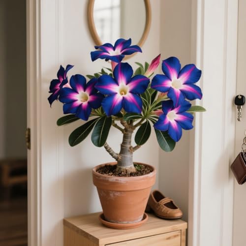 Adenium Obesum, Winterhart Wüstenrosen, PflanztöPfe Zum ZüChten Von Topfpflanzen für drinnen und draußen,Gartenpflanzen Winterhart MehrjäHrig-4 Stängel-C Adenium Obesum, Winterhart Wüstenrosen, PflanztöPfe Zum ZüChten Von Topfpflanzen für drinnen und draußen,Gartenpflanzen Winterhart MehrjäHrig-4 Stängel-C von GKUHGCA