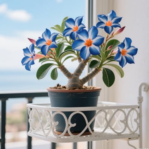 Adenium Obesum, Winterhart Wüstenrosen, PflanztöPfe Zum ZüChten Von Topfpflanzen für drinnen und draußen,Gartenpflanzen Winterhart MehrjäHrig-4 Stängel-J Adenium Obesum, Winterhart Wüstenrosen, PflanztöPfe Zum ZüChten Von Topfpflanzen für drinnen und draußen,Gartenpflanzen Winterhart MehrjäHrig-4 Stängel-J von GKUHGCA