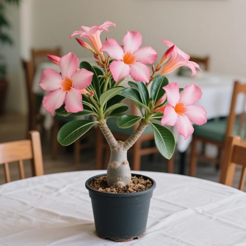 Adenium Obesum, Winterhart Wüstenrosen, PflanztöPfe Zum ZüChten Von Topfpflanzen für drinnen und draußen,Gartenpflanzen Winterhart MehrjäHrig-5 Stängel-D Adenium Obesum, Winterhart Wüstenrosen, PflanztöPfe Zum ZüChten Von Topfpflanzen für drinnen und draußen,Gartenpflanzen Winterhart MehrjäHrig-5 Stängel-D von GKUHGCA