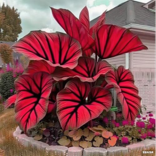 Elefantenohr Rhizoms-Schattentolerante Premium-Stauden Gartenprojekte-Winterhart Geeignet FüR Eingangsbereiche-3 knolle-J Elefantenohr Rhizoms-Schattentolerante Premium-Stauden Gartenprojekte-Winterhart Geeignet FüR Eingangsbereiche-3 knolle-J von GKUHGCA