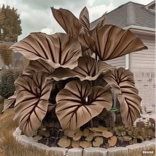 Elefantenohr Rhizoms-Schattentolerante Premium-Stauden Gartenprojekte-Winterhart Geeignet FüR Eingangsbereiche-8 knolle-H Elefantenohr Rhizoms-Schattentolerante Premium-Stauden Gartenprojekte-Winterhart Geeignet FüR Eingangsbereiche-8 knolle-H von GKUHGCA