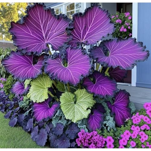 Exklusive Elefantenohr-Zwiebriesenblatt Frostsichere Gartenpflanzen FüR Schattige Beete-10 Elefantenohr-D Exklusive Elefantenohr-Zwiebriesenblatt Frostsichere Gartenpflanzen FüR Schattige Beete-10 Elefantenohr-D von GKUHGCA