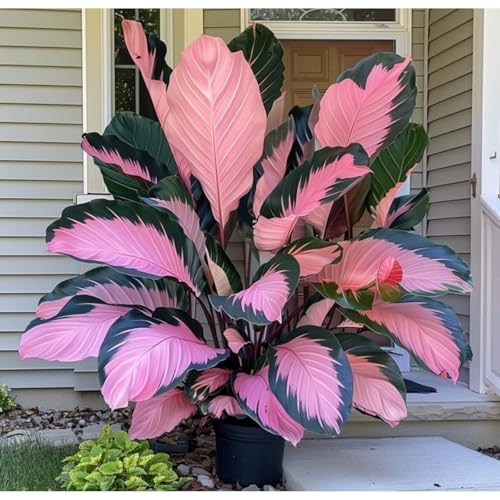 Exklusive Elefantenohr-Zwiebriesenblatt Frostsichere Gartenpflanzen FüR Schattige Beete-15 Elefantenohr-B Exklusive Elefantenohr-Zwiebriesenblatt Frostsichere Gartenpflanzen FüR Schattige Beete-15 Elefantenohr-B von GKUHGCA