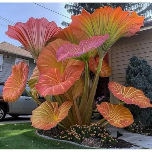 Exklusive Elefantenohr-Zwiebriesenblatt Frostsichere Gartenpflanzen FüR Schattige Beete-15 Elefantenohr-E Exklusive Elefantenohr-Zwiebriesenblatt Frostsichere Gartenpflanzen FüR Schattige Beete-15 Elefantenohr-E von GKUHGCA