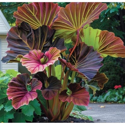 Exklusive Elefantenohr-Zwiebriesenblatt Frostsichere Gartenpflanzen FüR Schattige Beete-15 Elefantenohr-F Exklusive Elefantenohr-Zwiebriesenblatt Frostsichere Gartenpflanzen FüR Schattige Beete-15 Elefantenohr-F von GKUHGCA