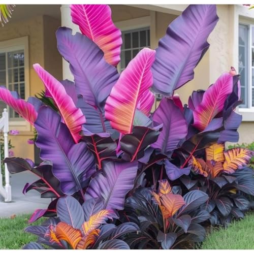 Exklusive Elefantenohr-Zwiebriesenblatt Frostsichere Gartenpflanzen FüR Schattige Beete-3 Elefantenohr-A Exklusive Elefantenohr-Zwiebriesenblatt Frostsichere Gartenpflanzen FüR Schattige Beete-3 Elefantenohr-A von GKUHGCA