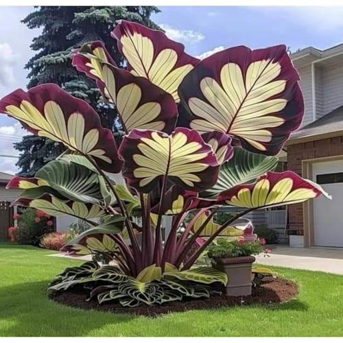 Exklusive Elefantenohr-Zwiebriesenblatt Frostsichere Gartenpflanzen FüR Schattige Beete-3 Elefantenohr-I Exklusive Elefantenohr-Zwiebriesenblatt Frostsichere Gartenpflanzen FüR Schattige Beete-3 Elefantenohr-I von GKUHGCA