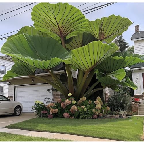 Exklusive Elefantenohr-Zwiebriesenblatt Frostsichere Gartenpflanzen FüR Schattige Beete-5 Elefantenohr-H Exklusive Elefantenohr-Zwiebriesenblatt Frostsichere Gartenpflanzen FüR Schattige Beete-5 Elefantenohr-H von GKUHGCA