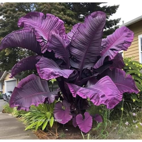 Exklusive Elefantenohr-Zwiebriesenblatt Frostsichere Gartenpflanzen FüR Schattige Beete-5 Elefantenohr-J Exklusive Elefantenohr-Zwiebriesenblatt Frostsichere Gartenpflanzen FüR Schattige Beete-5 Elefantenohr-J von GKUHGCA