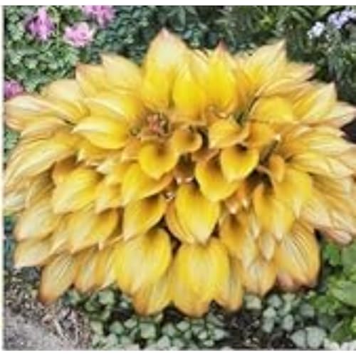 Exklusive Hosta-Zwiebriesenblatt Frostsichere Gartenpflanzen FüR Schattige Beete,(Hosta Funkien)-10 Set, -10 funkien-e von GKUHGCA