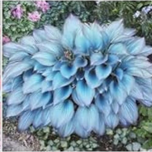 Exklusive Hosta-Zwiebriesenblatt Frostsichere Gartenpflanzen FüR Schattige Beete,(Hosta Funkien)-10 Set, -10 funkien-i von GKUHGCA