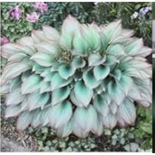 Exklusive Hosta-Zwiebriesenblatt Frostsichere Gartenpflanzen FüR Schattige Beete,(Hosta Funkien)-10 Set, -15 funkien-b von GKUHGCA