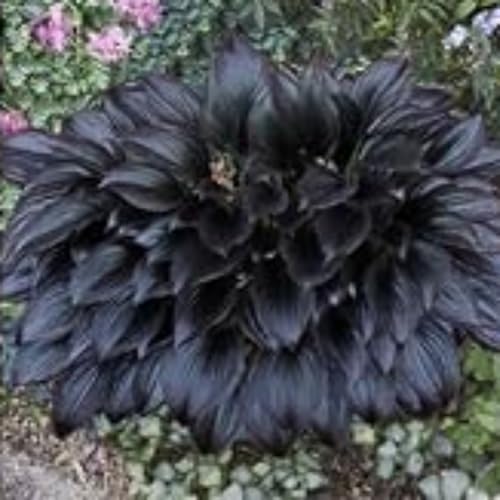 Exklusive Hosta-Zwiebriesenblatt Frostsichere Gartenpflanzen FüR Schattige Beete,(Hosta Funkien)-10 Set, -15 funkien-f von GKUHGCA