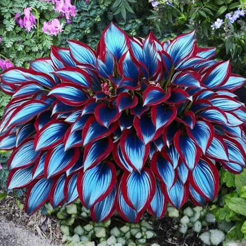 Exklusive Hosta-Zwiebriesenblatt Frostsichere Gartenpflanzen FüR Schattige Beete,(Hosta Funkien)-10 Set, -4 funkien-c von GKUHGCA