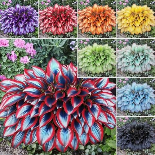 Exklusive Hosta-Zwiebriesenblatt Frostsichere Gartenpflanzen FüR Schattige Beete,(Hosta Funkien)-10 Set, -8 funkien-a von GKUHGCA