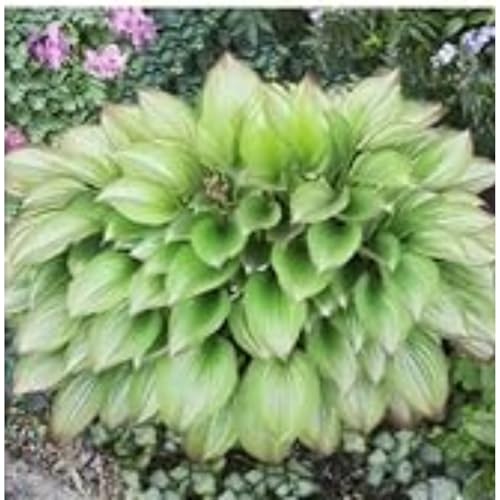 Exklusive Hosta-Zwiebriesenblatt Frostsichere Gartenpflanzen FüR Schattige Beete,(Hosta Funkien)-10 Set, -8 funkien-g von GKUHGCA