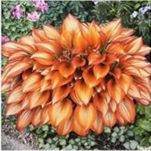 Exklusive Hosta-Zwiebriesenblatt Frostsichere Gartenpflanzen FüR Schattige Beete,(Hosta Funkien)-10 Set, -8 funkien-h von GKUHGCA