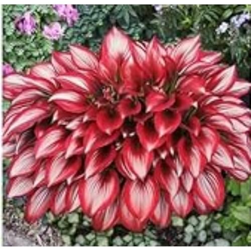 Exklusive Hosta-Zwiebriesenblatt Frostsichere Gartenpflanzen FüR Schattige Beete,(Hosta Funkien)-10 Set, -8 funkien-j von GKUHGCA