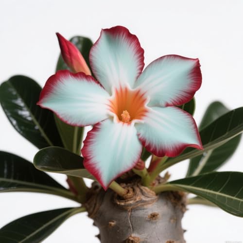 Exklusive Wüstenrosen-Zwiebriesenblatt Frostsichere Gartenpflanzen FüR Schattige Beete-3knollen-E Exklusive Wüstenrosen-Zwiebriesenblatt Frostsichere Gartenpflanzen FüR Schattige Beete-3knollen-E von GKUHGCA
