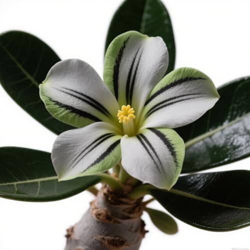 Exklusive Wüstenrosen-Zwiebriesenblatt Frostsichere Gartenpflanzen FüR Schattige Beete-3knollen-G Exklusive Wüstenrosen-Zwiebriesenblatt Frostsichere Gartenpflanzen FüR Schattige Beete-3knollen-G von GKUHGCA